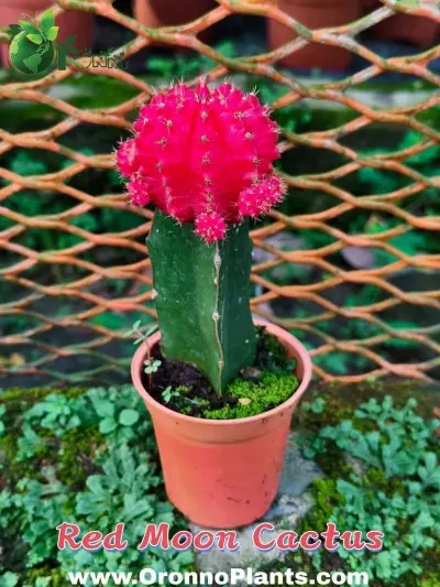 Moon Cactus - Indoor Plants for Home & Garden - ৳500 in Bangladesh