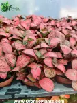 Fittonia - Indoor Plants for Home & Garden - Oronno Plants Bangladesh - gallery view 1