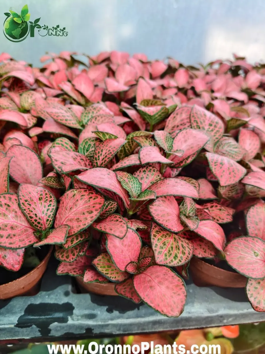 Fittonia - Indoor Plants for Home & Garden - Oronno Plants Bangladesh
