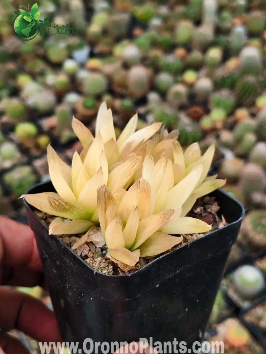 Haworthia cymbiformis - Indoor Plants for Home & Garden - Oronno Plants Bangladesh