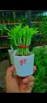 Lucky Bamboo Plant (লাকি ব্যাম্বু) - Indoor Plants for Home & Garden - Oronno Plants Bangladesh - gallery view 5