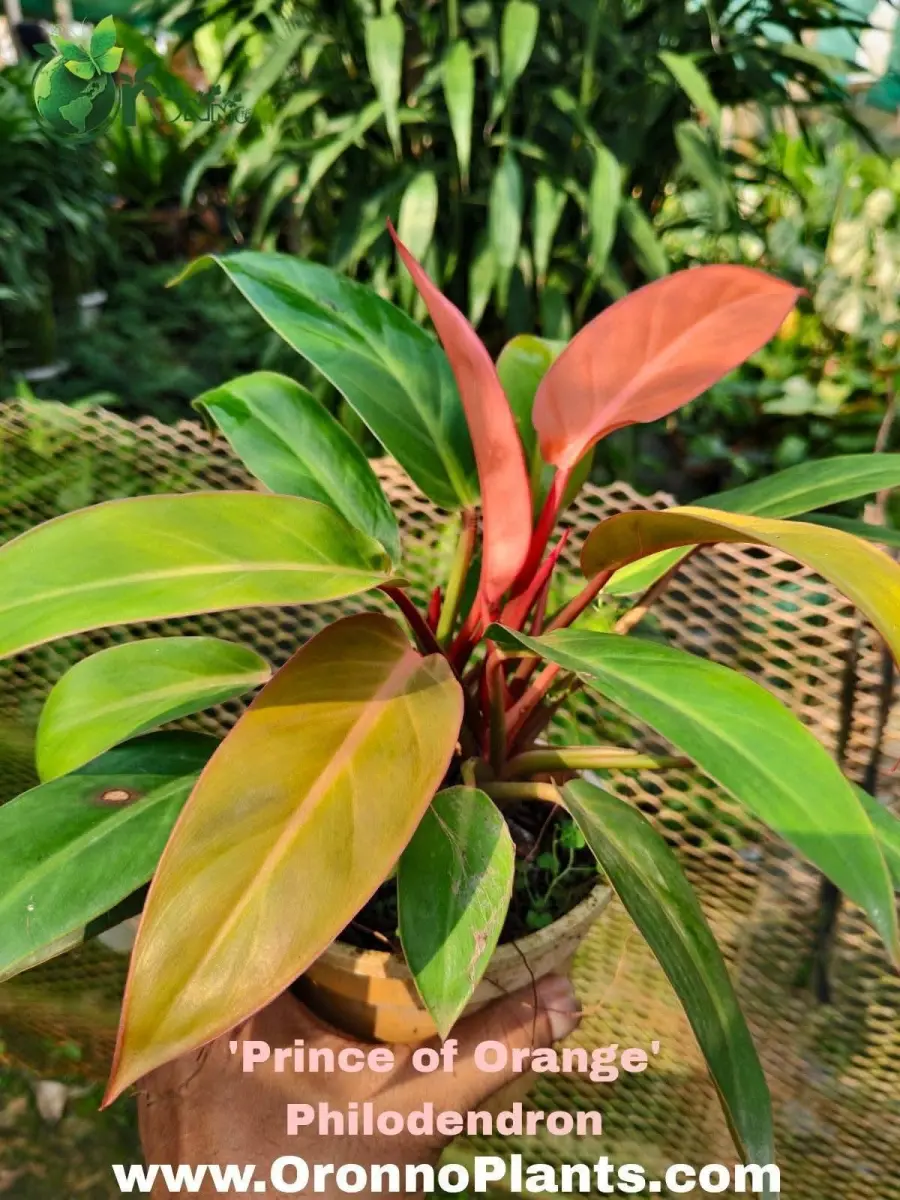 Philodendron - Indoor Plants for Home & Garden - Oronno Plants Bangladesh