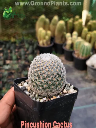 Pincushion Cactus - Indoor Plants for Home & Garden - ৳300 in Bangladesh
