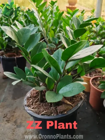 ZZ Plant - Indoor Plants for Home & Garden - ৳1,000 in Bangladesh