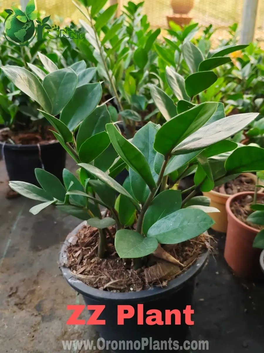 ZZ Plant - Indoor Plants for Home & Garden - Oronno Plants Bangladesh