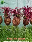 Air Plant - Indoor Plants for Home & Garden - Oronno Plants Bangladesh - gallery view 2