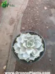 Succulent - Indoor Plants for Home & Garden - Oronno Plants Bangladesh - gallery view 1