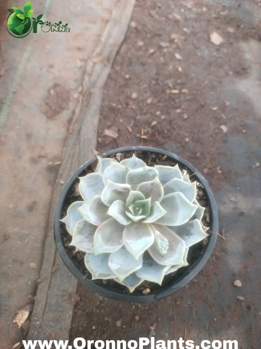 Succulent - Indoor Plants for Home & Garden - Oronno Plants Bangladesh