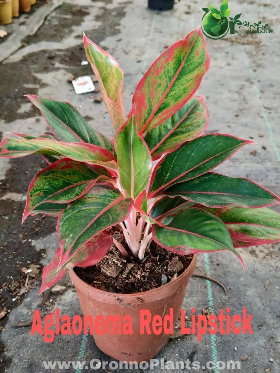 Aglaonema Red Lipstick - Indoor Plants for Home & Garden - Oronno Plants Bangladesh
