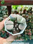 Pabble Plant - Indoor Plants for Home & Garden - Oronno Plants Bangladesh - gallery view 2