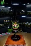 The Emerald Chalice Terrarium - Tarrium for Home & Garden - Oronno Plants Bangladesh - gallery view 3