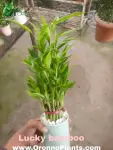 Lucky Bamboo - Indoor Plants for Home & Garden - Oronno Plants Bangladesh - gallery view 1