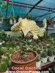 Coral Cactus - Indoor Plants for Home & Garden - Oronno Plants Bangladesh - gallery view 1