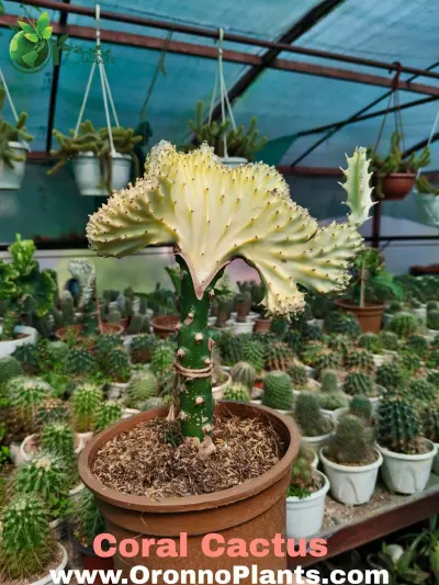 Coral Cactus - Indoor Plants for Home & Garden - ৳1,000 in Bangladesh