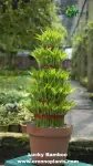 Lucky Bamboo - Indoor Plants for Home & Garden - Oronno Plants Bangladesh - gallery view 1