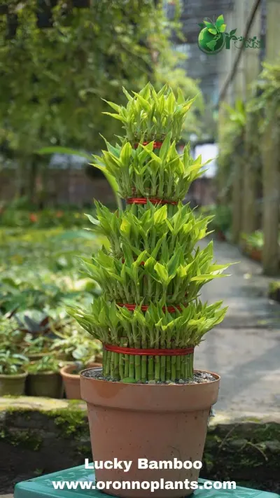 Lucky Bamboo - Indoor Plants for Home & Garden - ৳3,500 in Bangladesh