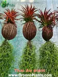 Air Plant - Indoor Plants for Home & Garden - Oronno Plants Bangladesh - gallery view 3