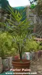 Parlor Palm - Indoor Plants for Home & Garden - Oronno Plants Bangladesh - gallery view 1