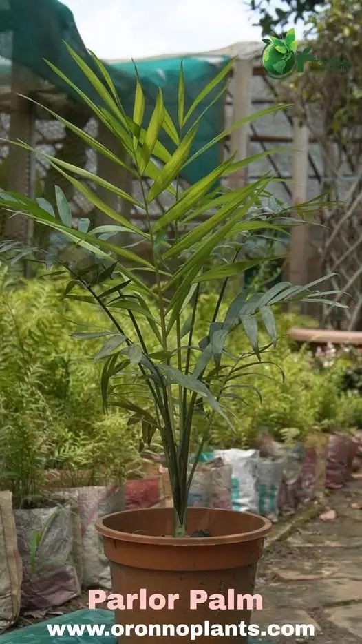Parlor Palm - Indoor Plants for Home & Garden - Oronno Plants Bangladesh