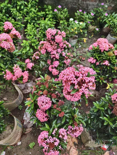 Pink Ixora Plant (গোলাপি রঙ্গন ফুল) - Outdoor Plants for Home & Garden - ৳280 in Bangladesh