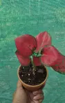 Aglaonema Pink Valentine - Indoor Plants for Home & Garden - Oronno Plants Bangladesh - gallery view 2