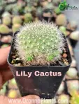 Lily Cactus - Indoor Plants for Home & Garden - Oronno Plants Bangladesh - gallery view 1