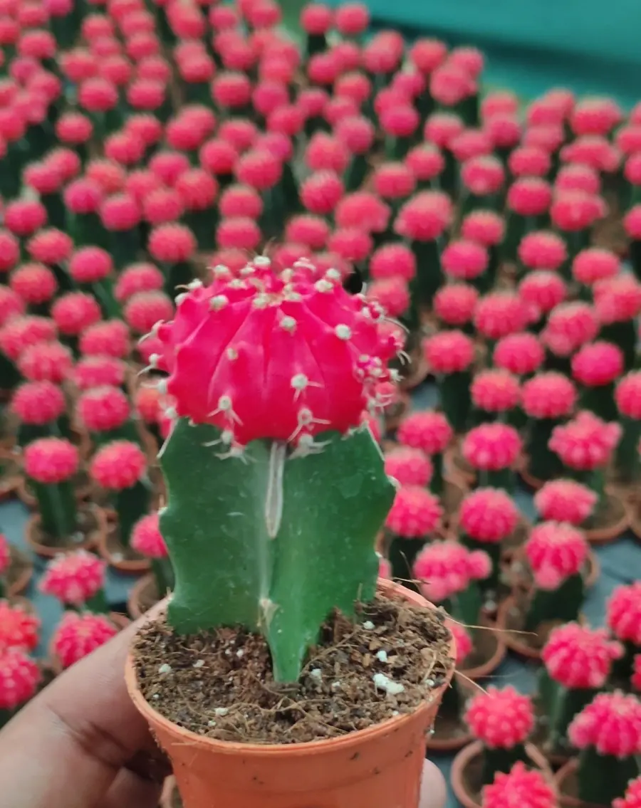 Red Moon Cactus - Indoor Plants for Home & Garden - Oronno Plants Bangladesh