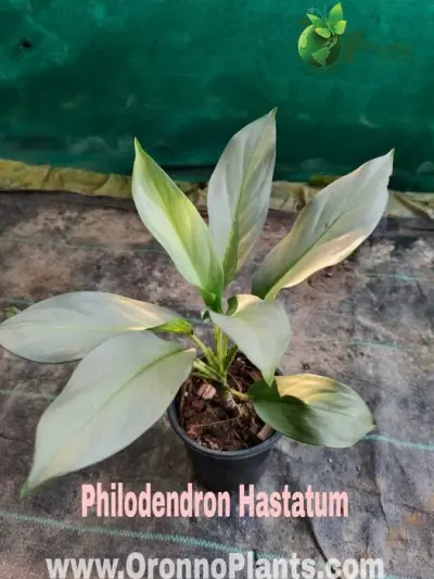 Philodendron Hastatum - Indoor Plants for Home & Garden - ৳800 in Bangladesh
