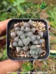 Succulent - Indoor Plants for Home & Garden - Oronno Plants Bangladesh - gallery view 1