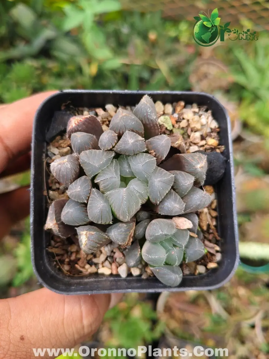 Succulent - Indoor Plants for Home & Garden - Oronno Plants Bangladesh