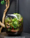Wanderer’s Retreat Terrarium - Tarrium for Home & Garden - Oronno Plants Bangladesh - gallery view 1