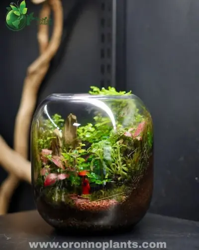 Wanderer’s Retreat Terrarium - Tarrium for Home & Garden - ৳5,000 in Bangladesh