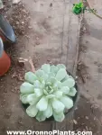 Echeveria Succulent - Indoor Plants for Home & Garden - Oronno Plants Bangladesh - gallery view 1