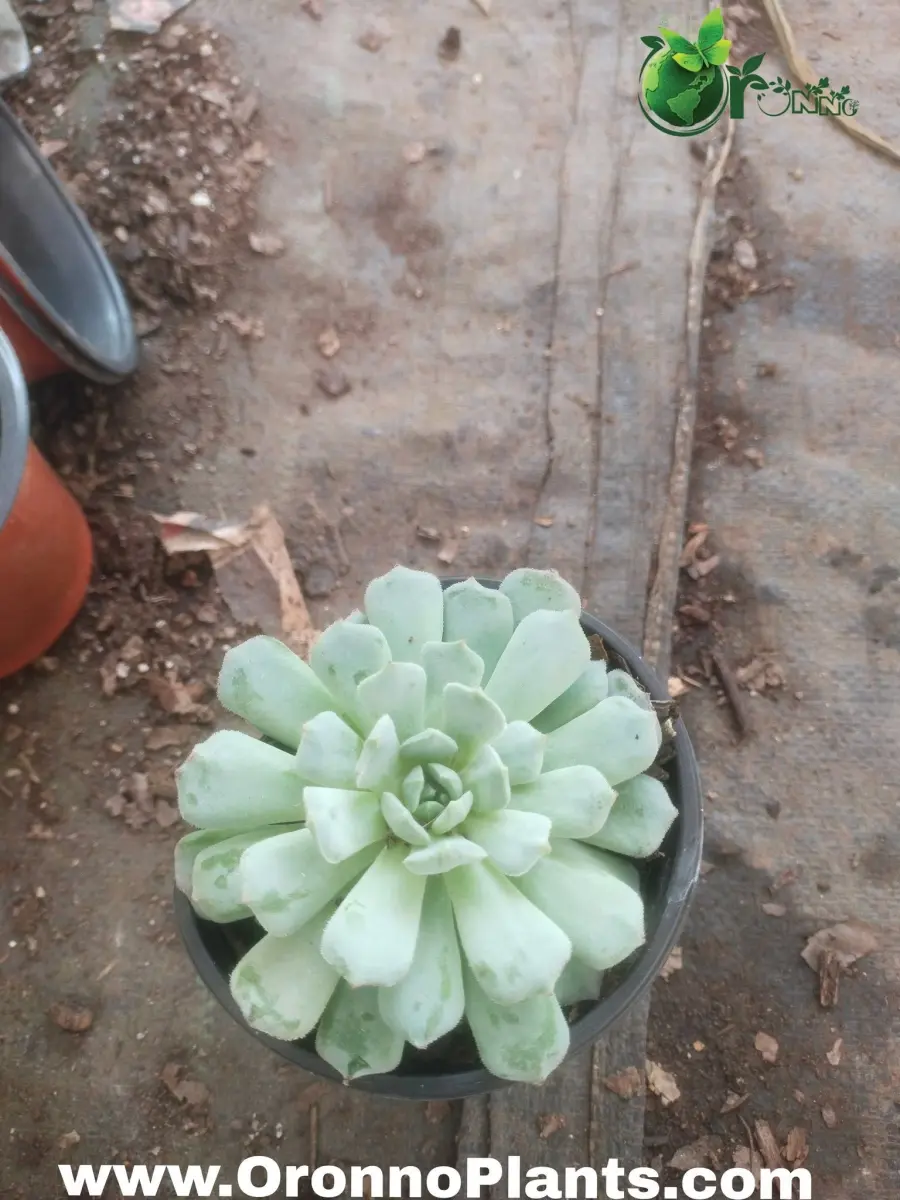 Echeveria Succulent - Indoor Plants for Home & Garden - Oronno Plants Bangladesh