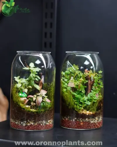 Little Wonderland Terrariums - Tarrium for Home & Garden - ৳3,500 in Bangladesh