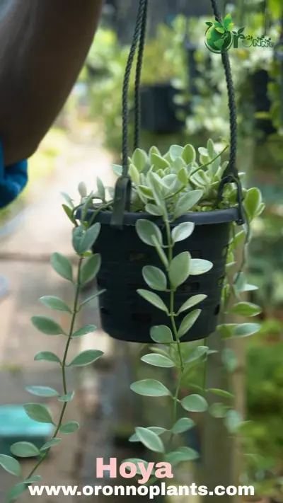 Hoya - Indoor Plants for Home & Garden - ৳350 in Bangladesh