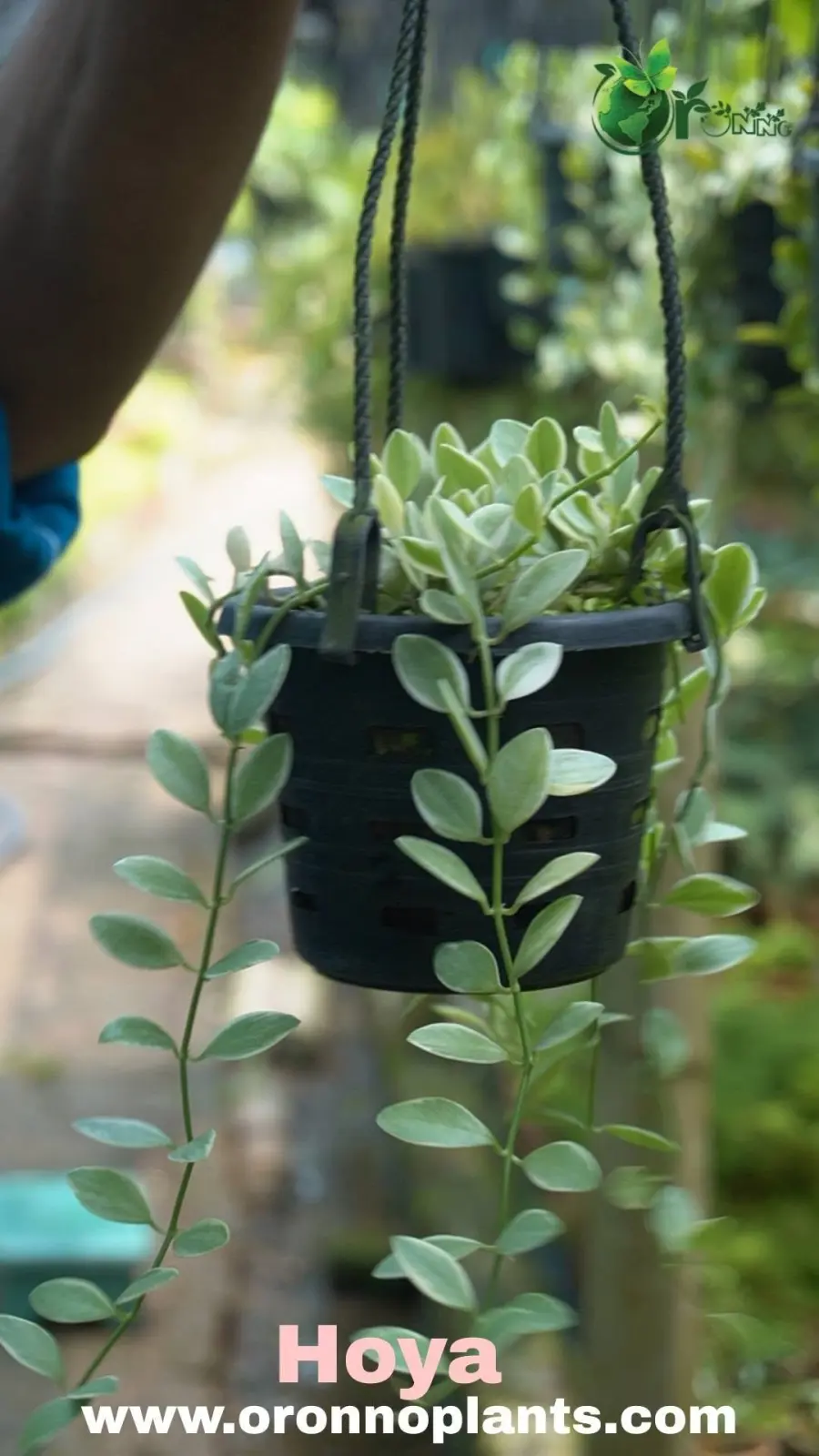 Hoya - Indoor Plants for Home & Garden - Oronno Plants Bangladesh
