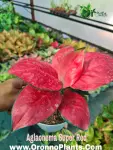 Aglaonema Super Red - Indoor Plants for Home & Garden - Oronno Plants Bangladesh - gallery view 1