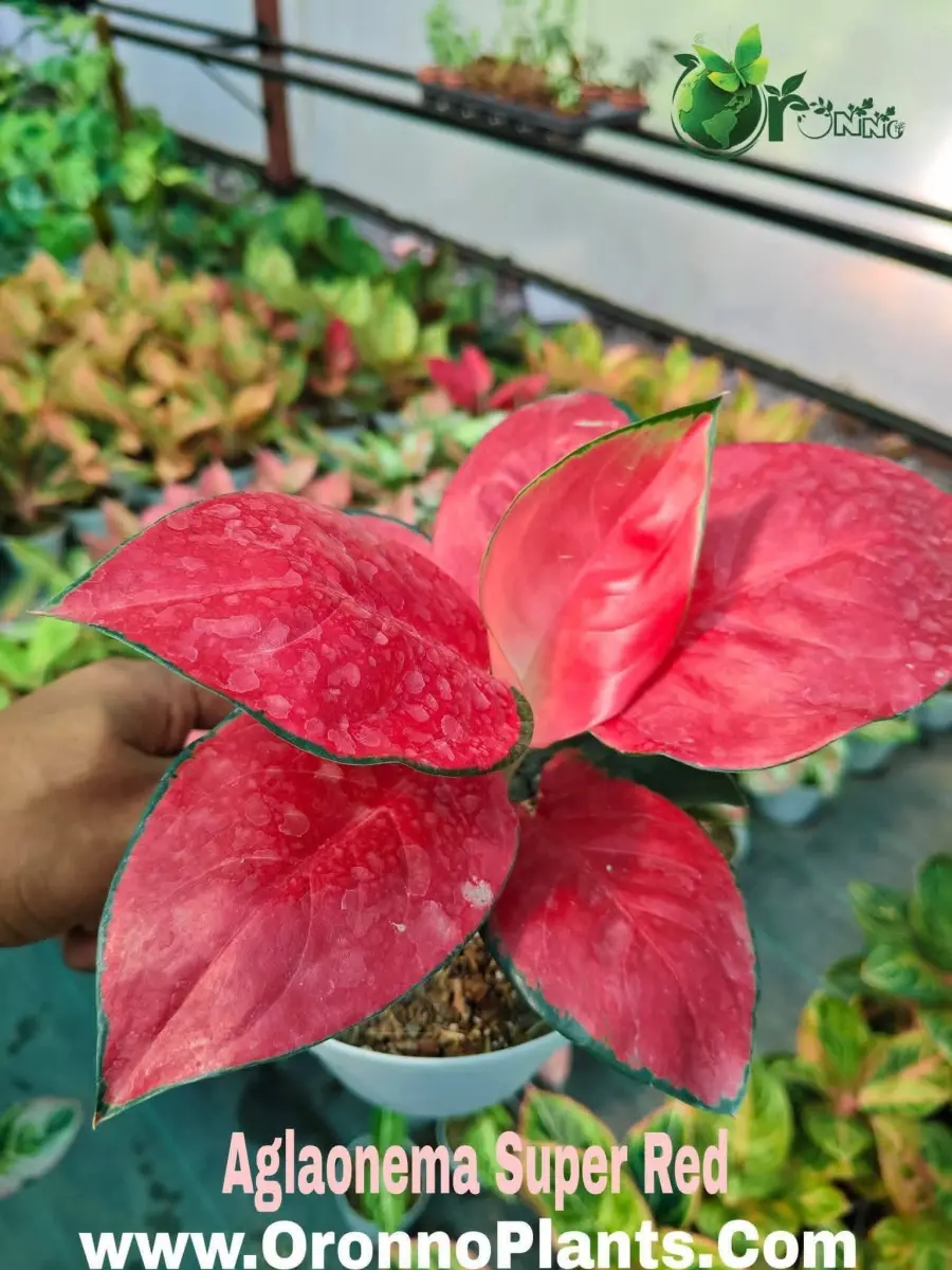 Aglaonema Super Red - Indoor Plants for Home & Garden - Oronno Plants Bangladesh