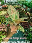 Aglaonema Orange Stardust - Indoor Plants for Home & Garden - Oronno Plants Bangladesh - gallery view 1