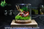 Evermore Terrarium - Tarrium for Home & Garden - Oronno Plants Bangladesh - gallery view 1