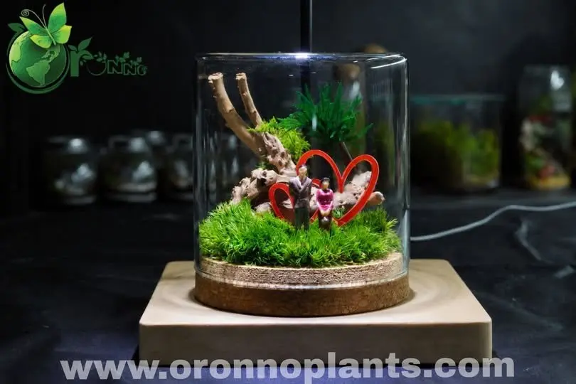 Evermore Terrarium - Tarrium for Home & Garden - Oronno Plants Bangladesh