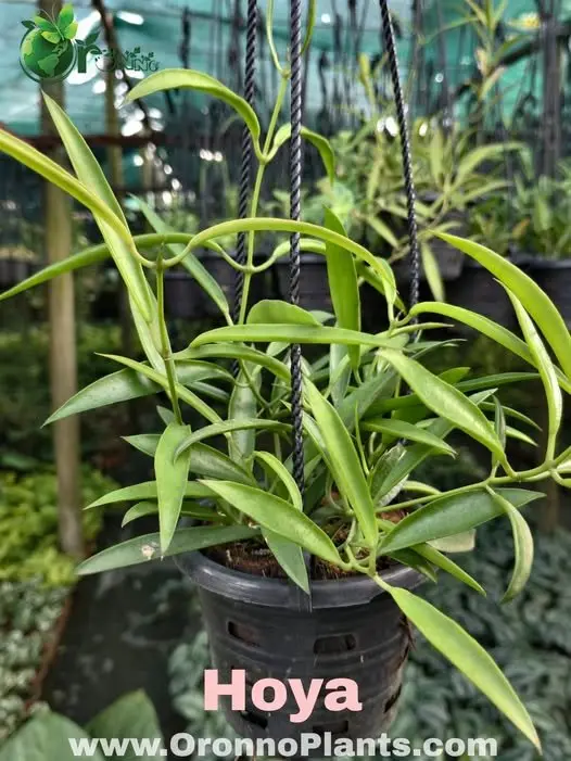 Hoya - Indoor Plants for Home & Garden - Oronno Plants Bangladesh