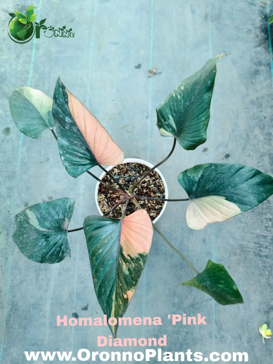 Homalomena Pink Diamond - Indoor Plants for Home & Garden - Oronno Plants Bangladesh