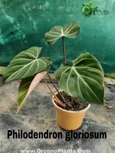 Philodendron Glorious - Indoor Plants for Home & Garden - ৳650 in Bangladesh
