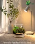 Quiet Moments Terrarium - Tarrium for Home & Garden - Oronno Plants Bangladesh - gallery view 1