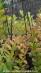 Hoya - Indoor Plants for Home & Garden - Oronno Plants Bangladesh - gallery view 1