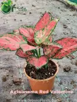 Aglaonema Red Valentine - Indoor Plants for Home & Garden - Oronno Plants Bangladesh - gallery view 1