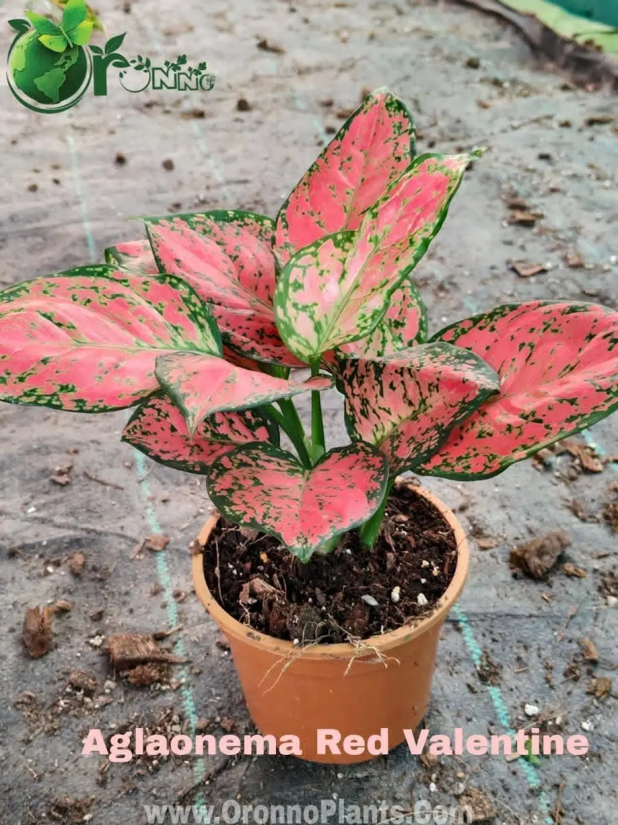 Aglaonema Red Valentine - Indoor Plants for Home & Garden - Oronno Plants Bangladesh