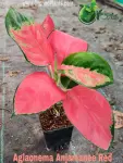 Aglaonema Anjamanee Red - Indoor Plants for Home & Garden - Oronno Plants Bangladesh - gallery view 1
